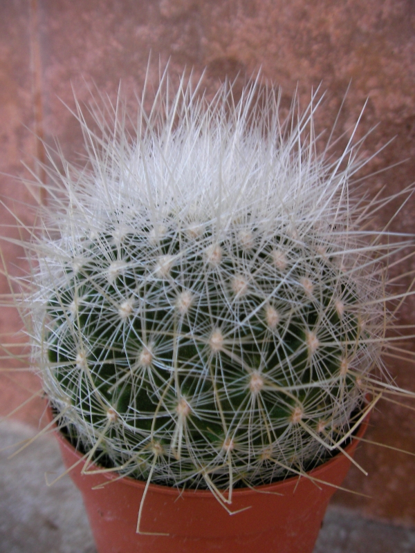 Кактус (Cactus)
