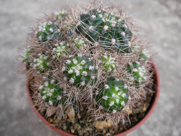 Кактус (Cactus)