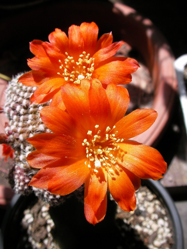 Кактус (Cactus)