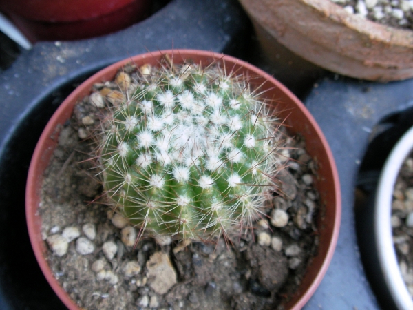 Кактус (Cactus)