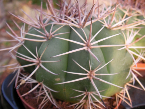 Мелокактус (Melocactus)