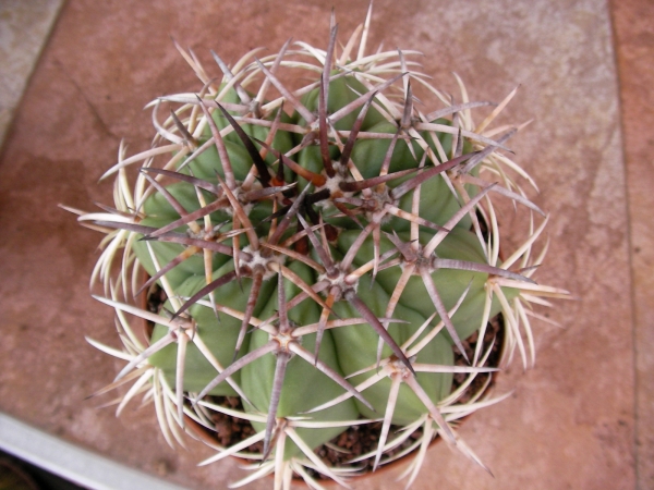 Мелокактус (Melocactus)