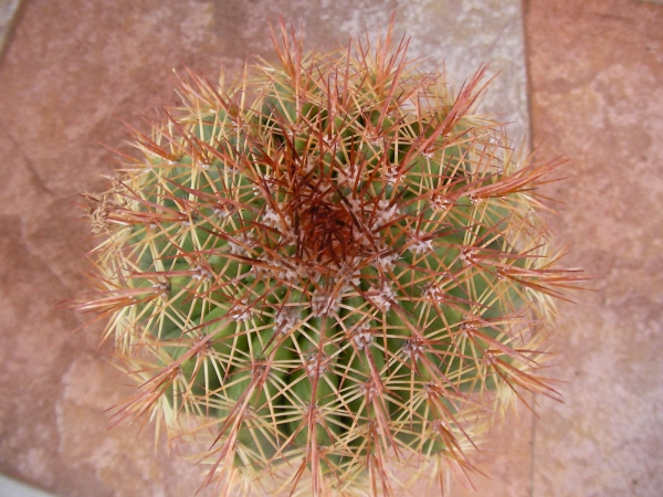 Кактус (Cactus)