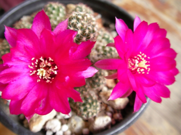 Кактус (Cactus)