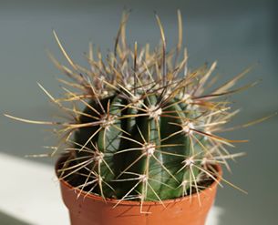 Кактус (Cactus)