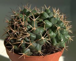 Кактус (Cactus)