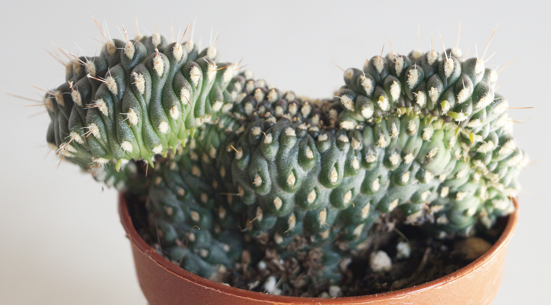 Кактус (Cactus)