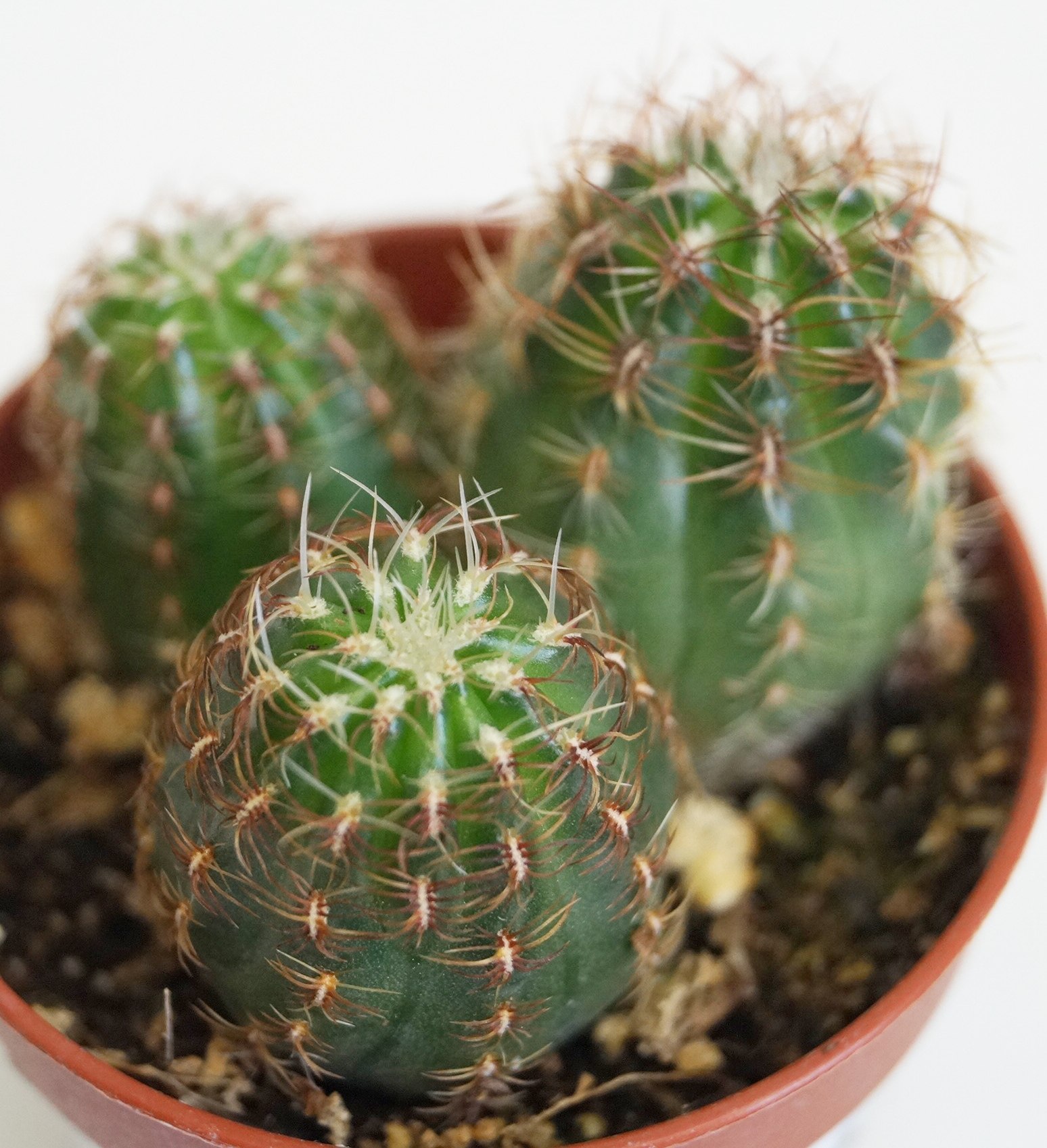 Кактус (Cactus)