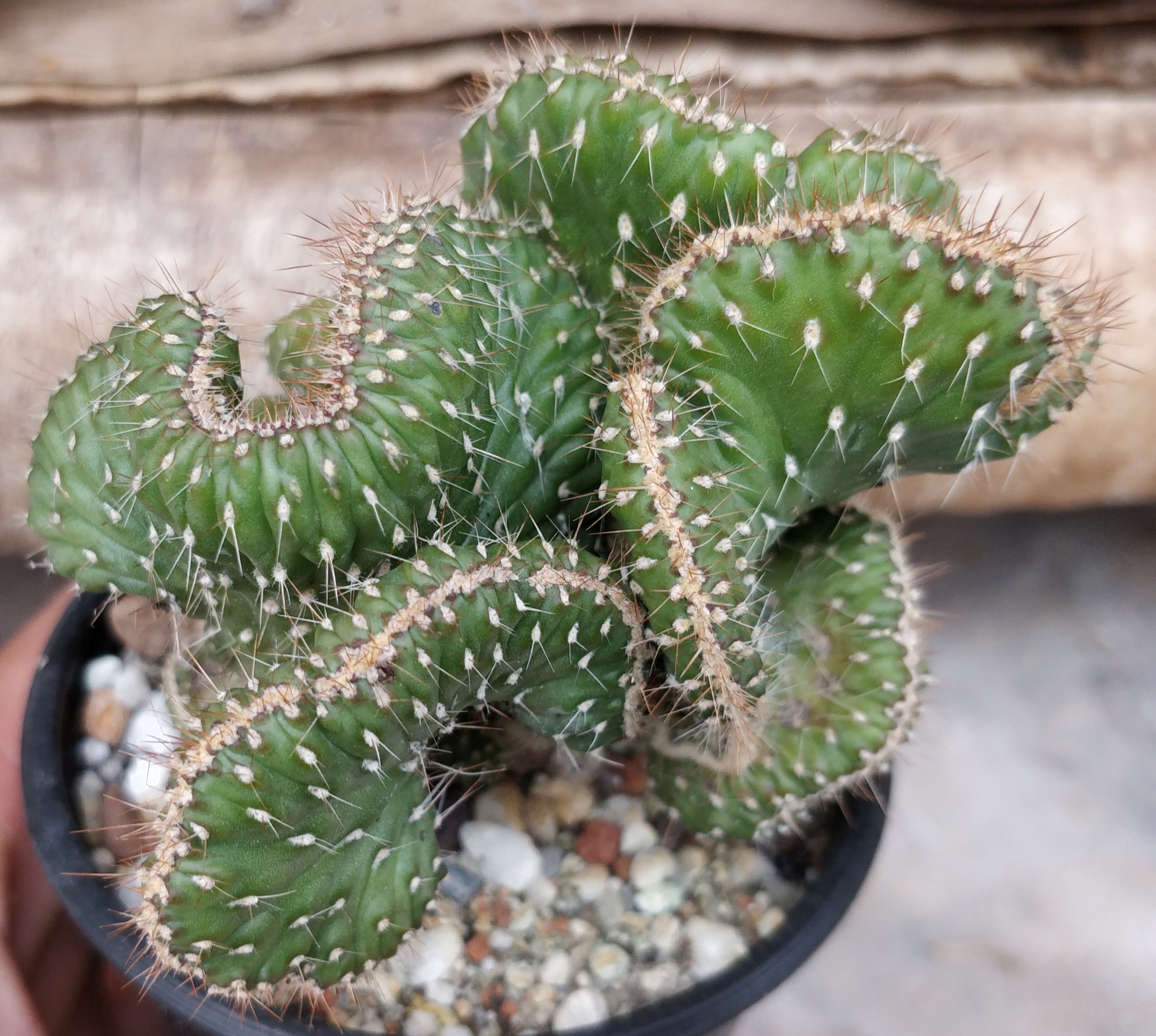 Кактус (Cactus cristata)