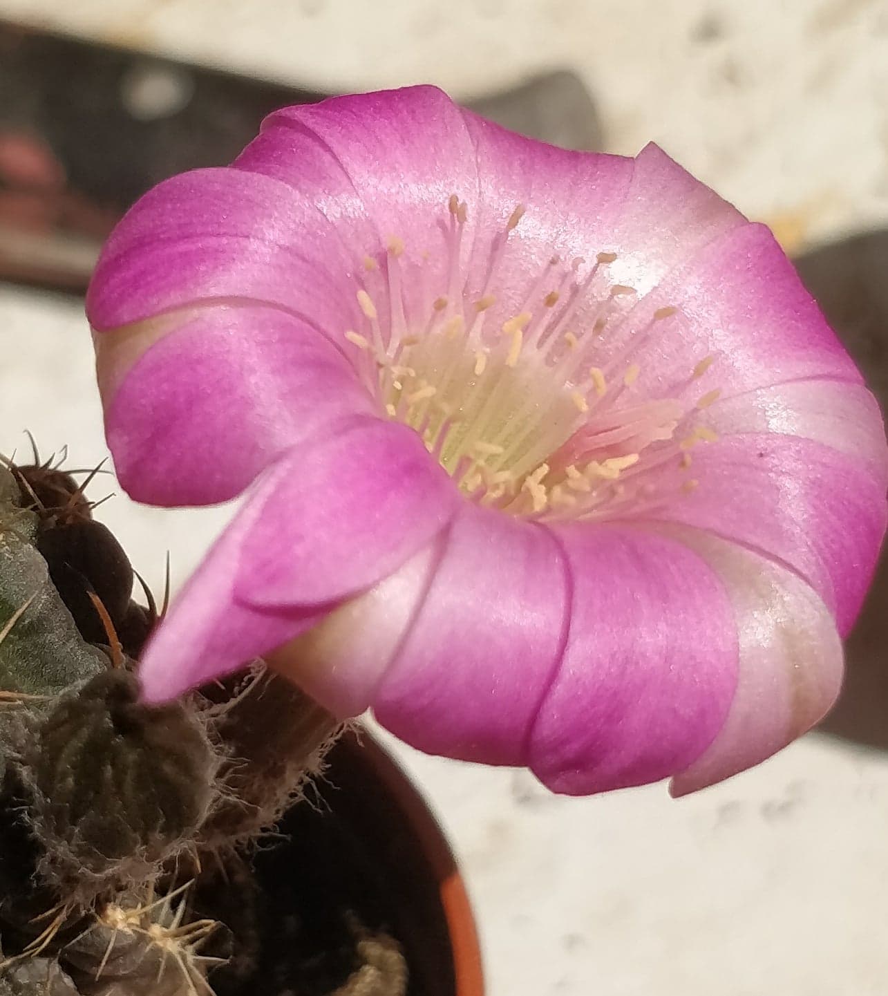 Кактус (Cactus sp)