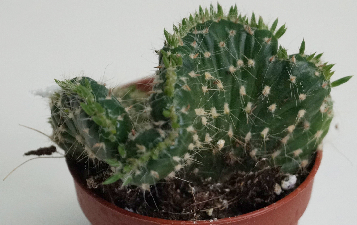 Кактус кристата (Cactus cristata)