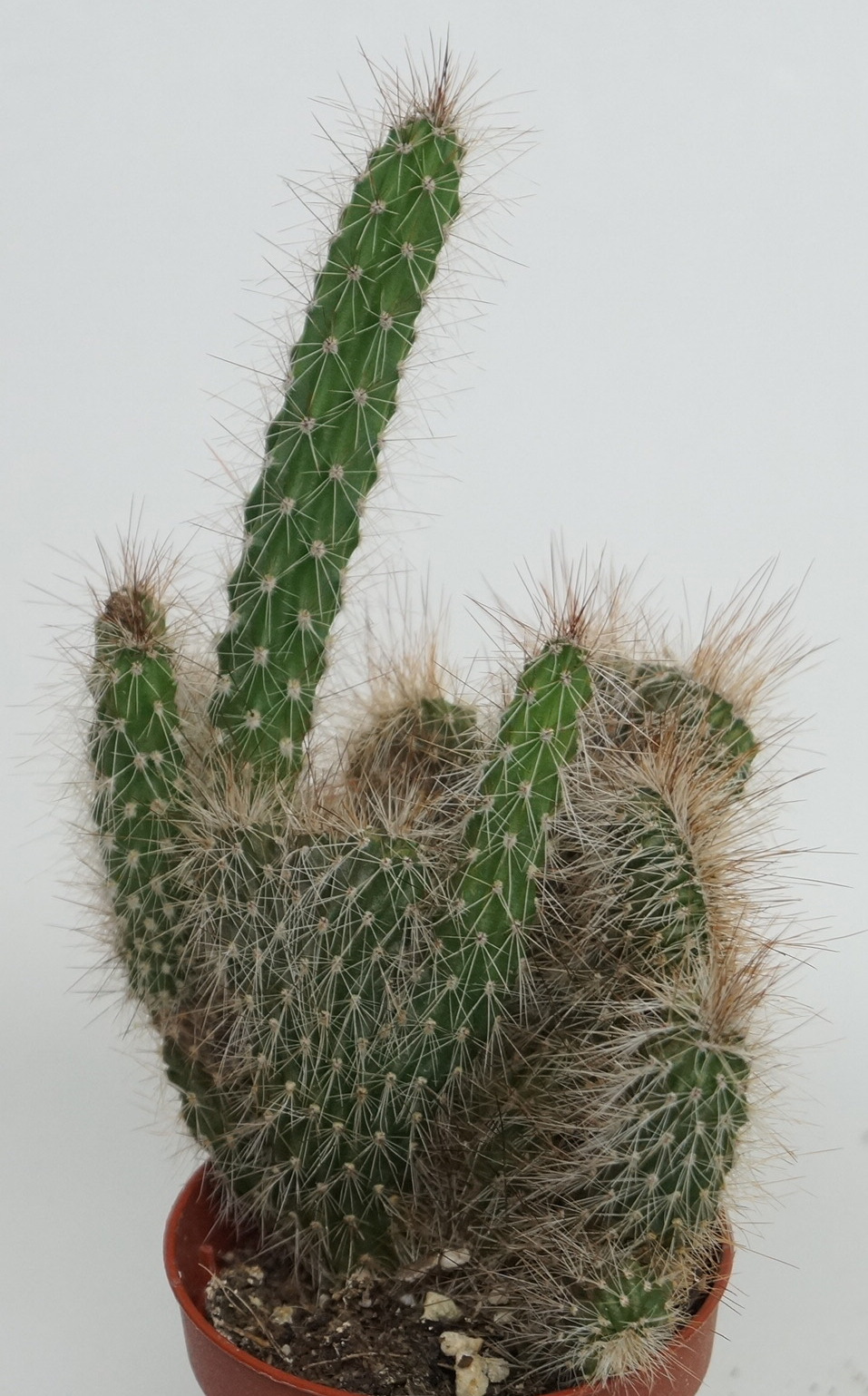 Кактус кристата (Cactus cristata)