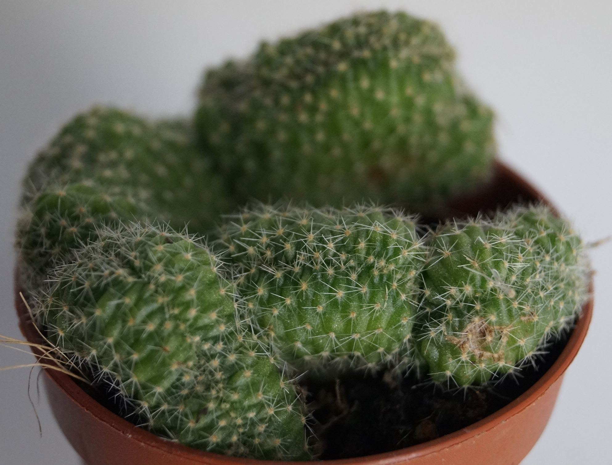 Кактус кристата (Cactus cristata)