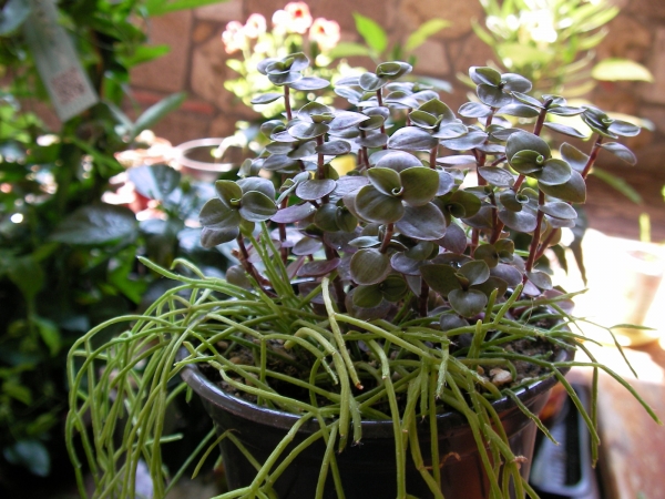 Кализия и Рипсалис (Callisia and Rhipsalis)