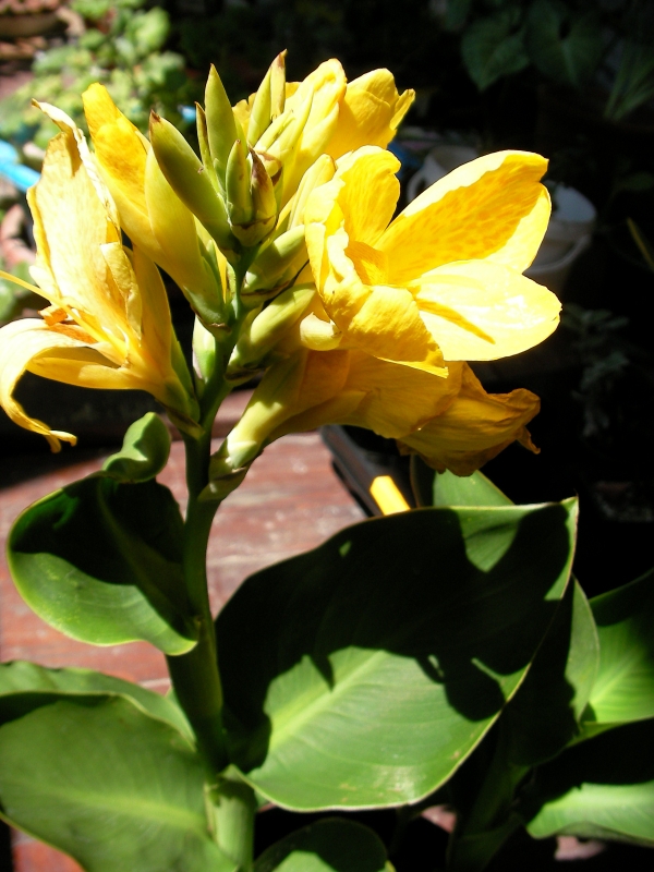 Кана (Canna) Кана (Canna)