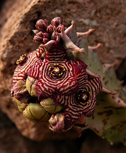 Каралума (Caralluma europaea)