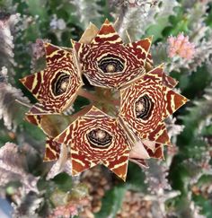 Каралума (Caralluma hexagona X crenulata)