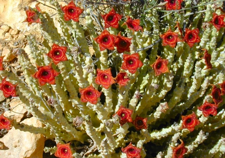Каралума (Caralluma socotrana, Monolluma, Sanguilluma)