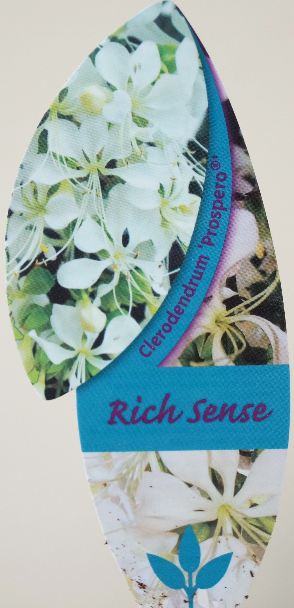 Клеродендрон, булчински воал (Clerodendrum wallichii, Clerodendrum nutans)