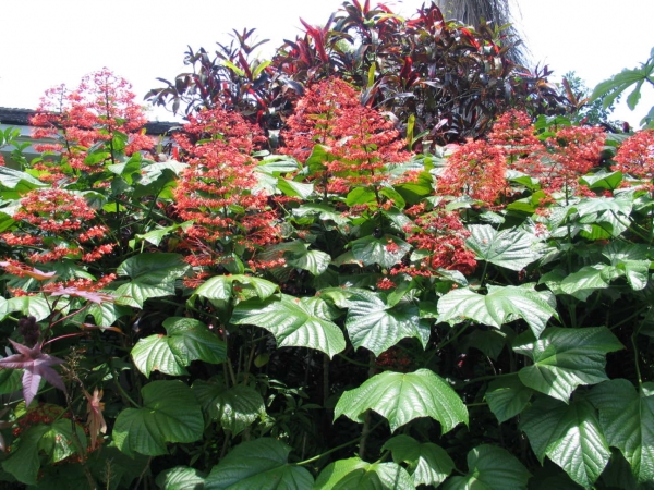 Клеродендрум (Clerodendrum paniculatum)