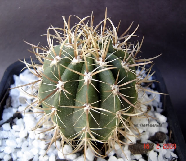 Колеоцефалоцереус (COLEOCEPHALOCEREUS GOEBELIANUS)