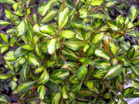 Копросма (Coprosma Lemon and Lime)
