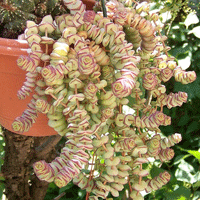 Красула (Crassula nealiana, Crassula marnieriana) Красула (Crassula nealiana, Crassula marnieriana)