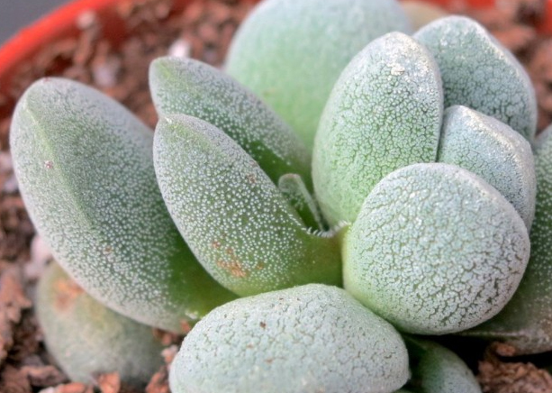 Красула (Crassula tecta short leaf) Красула (Crassula tecta short leaf)