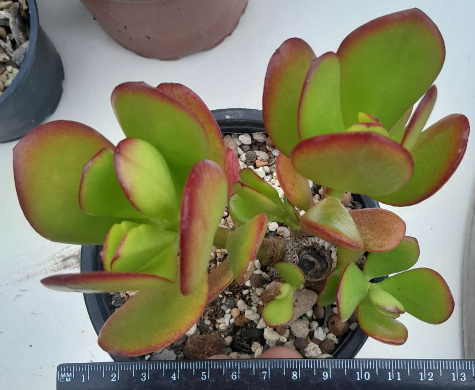 Красула, дървото на живота (Crassula ovata) Красула, дървото на живота (Crassula ovata)