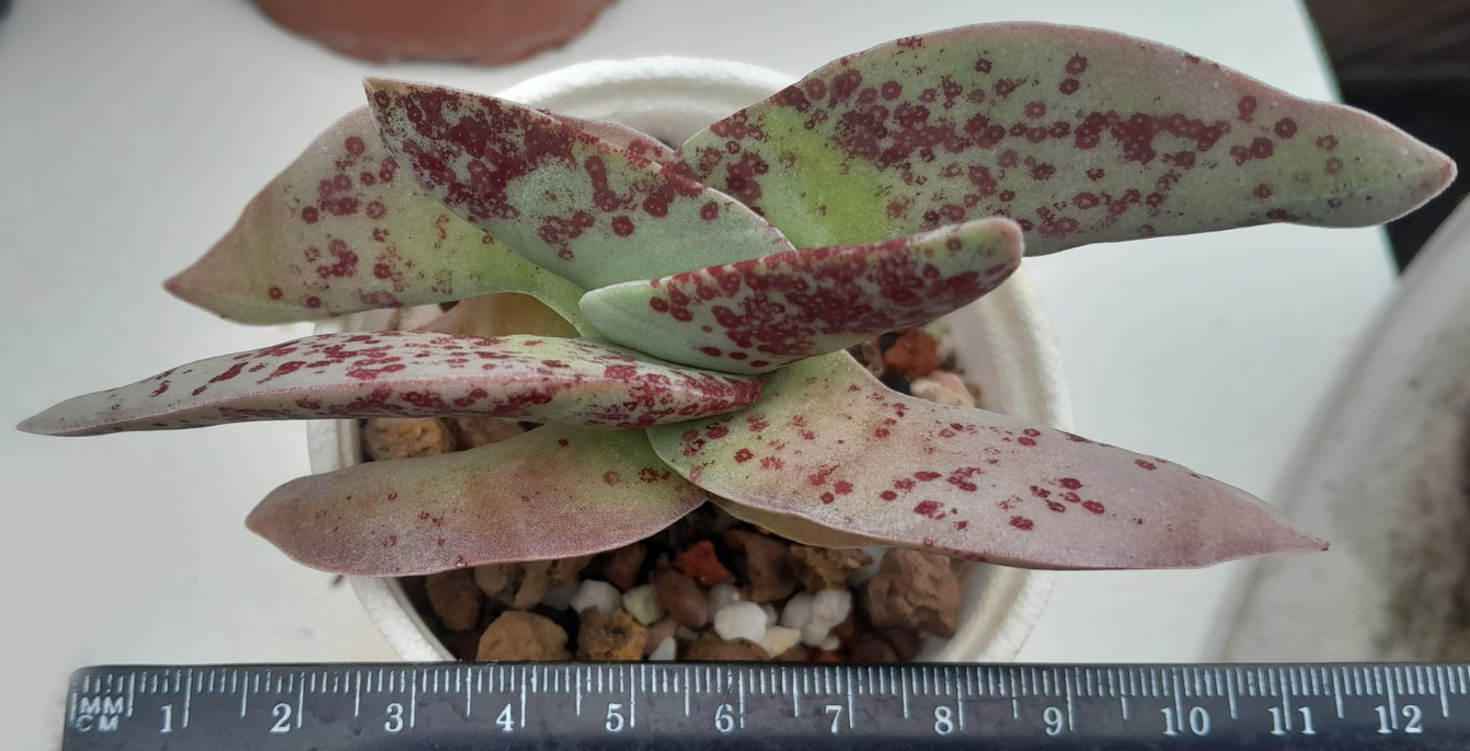 Красула фалката (Crassula falcata) Красула фалката (Crassula falcata)