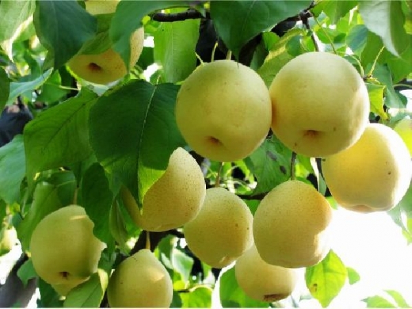 Круша Ранна болярка (Pyrus Cure, pear)