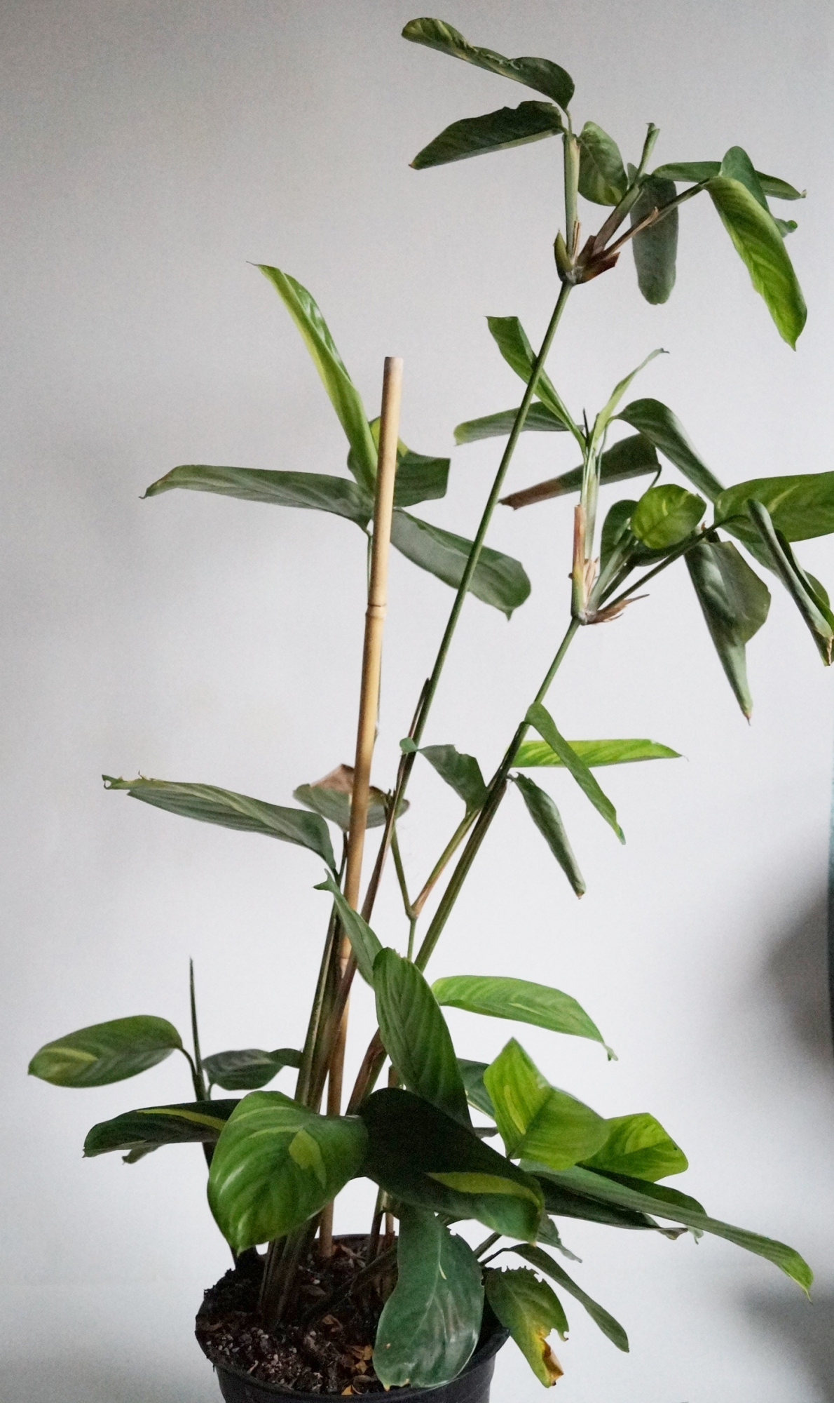 Ктенанте (Ctenanthe)