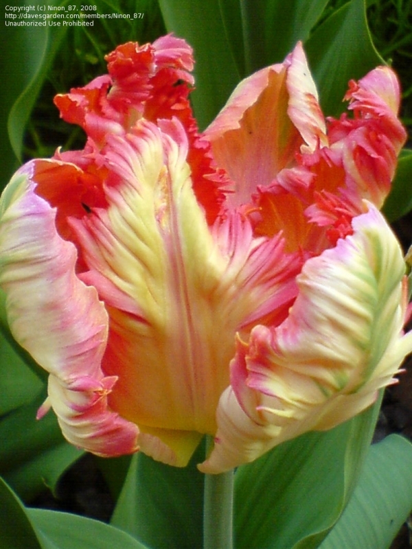 Лале (Tulip Apricot Parot)