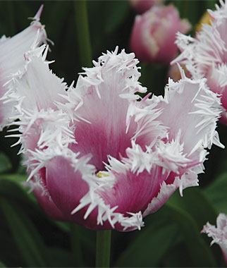 Лале (Tulip Cummins)