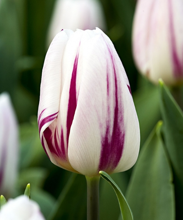 Лале (Tulip Flaming Flag)