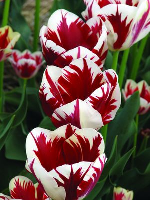 Лале (Tulip Grand Perfection)