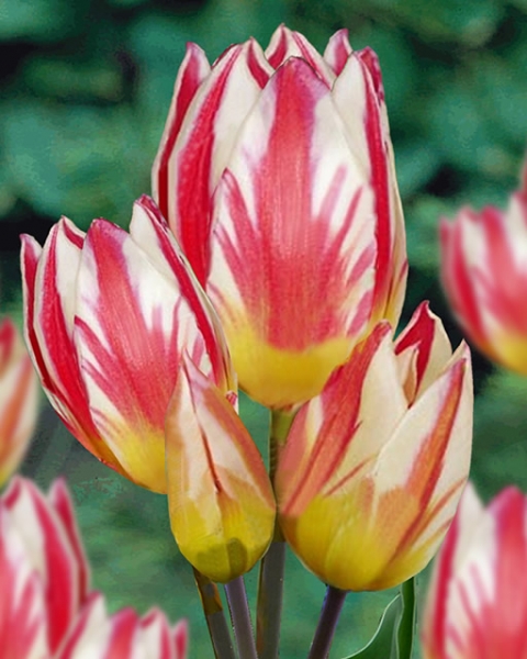 Лале (Tulip Tricolette)
