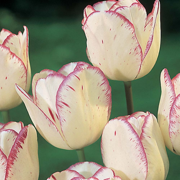 Лале (Tulip Shirley)