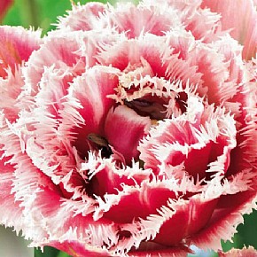 Лале (Tulip Brest)