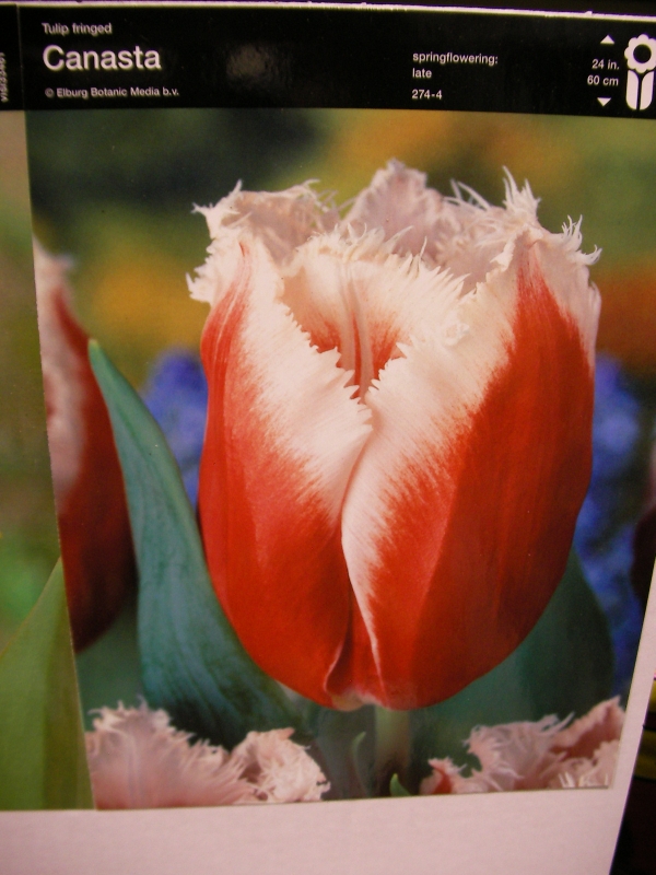 Лале (Tulip Canasta)