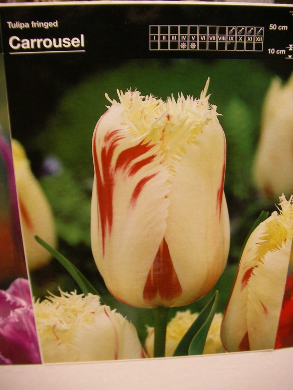 Лале (Tulip Carrousel)