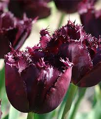 Лале (Tulip Cuban Night)