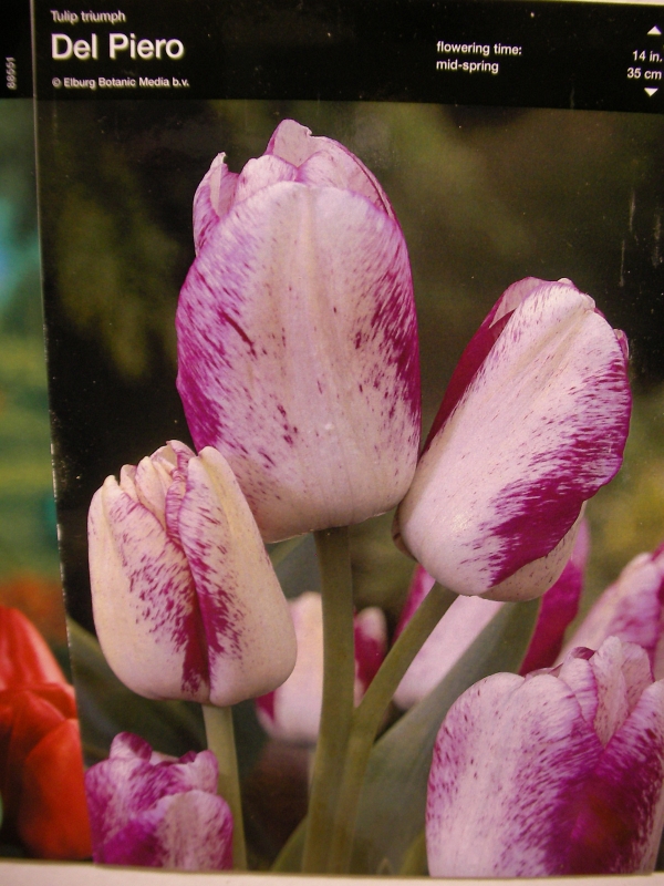 Лале (Tulip Del Piero)