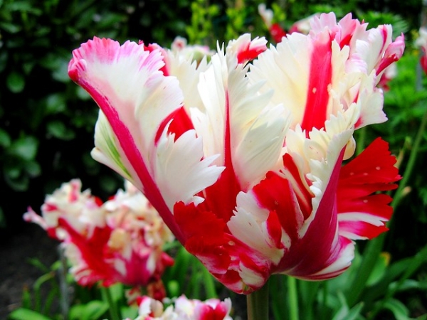 Лале (Tulip Estella Rijnveld)