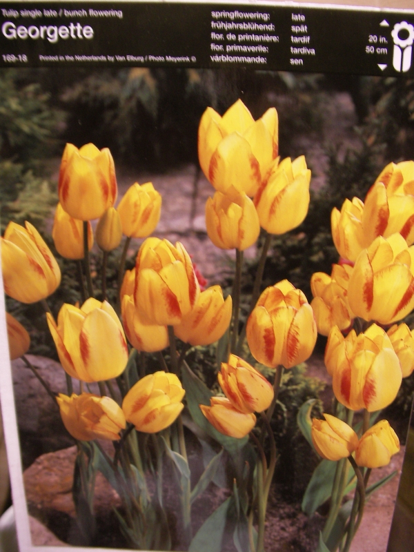 Лале (Tulip Jeorjette)