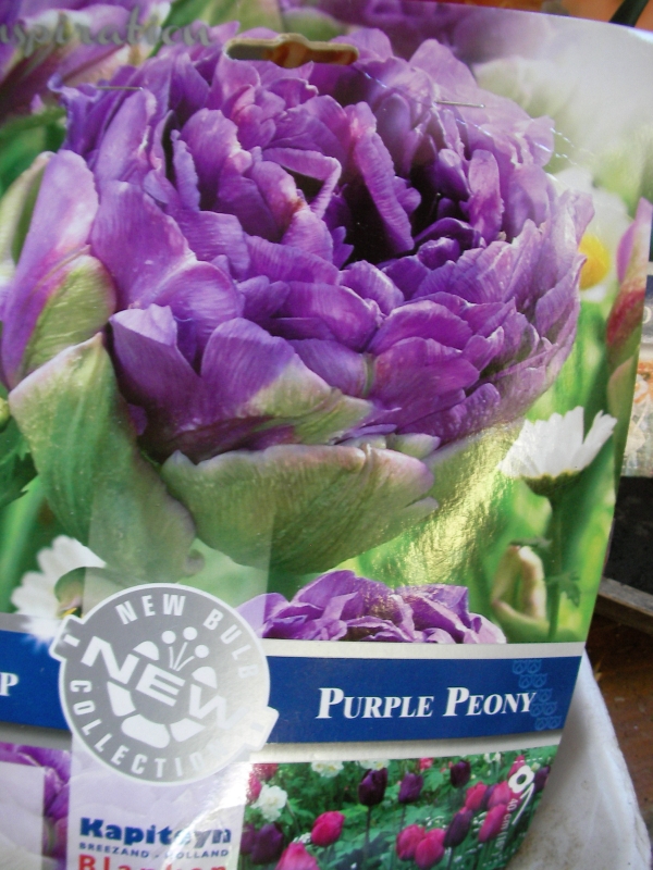 Лале (Tulip Purple Peony)
