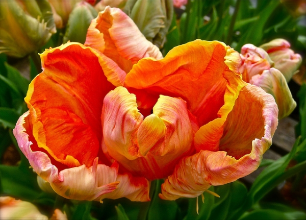 Лале (Tulip Salmon Parrot)