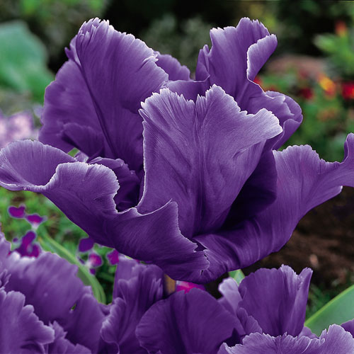 Лале (Tulip Blue Parrot)