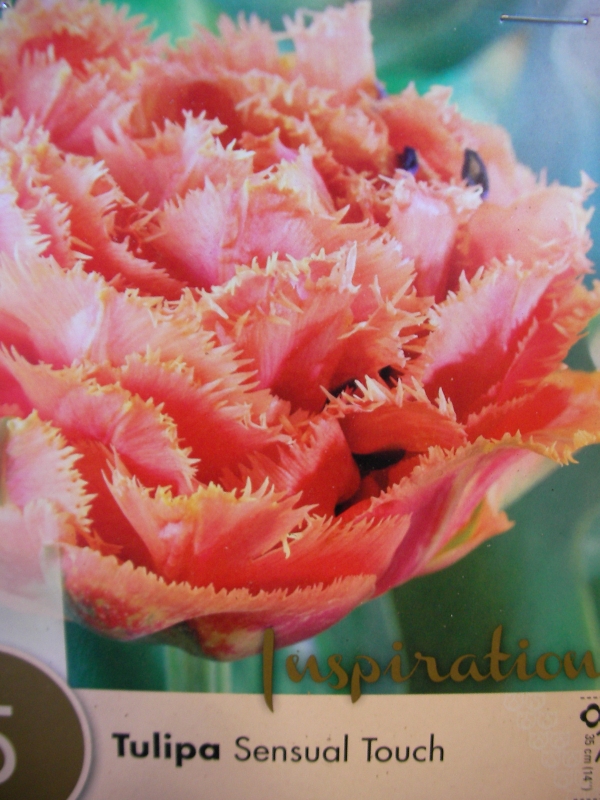Лале (Tulip Sensual Touch)