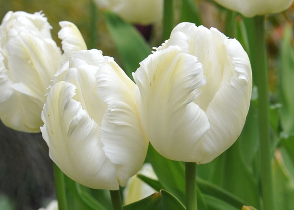 Лале (Tulip White Parrot)